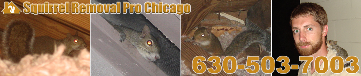 Squirrels Removal Pro Chicago